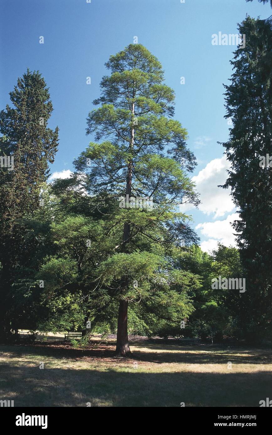 Botany Trees Cupressaceae Japanese Cedar tree (Cryptomeria