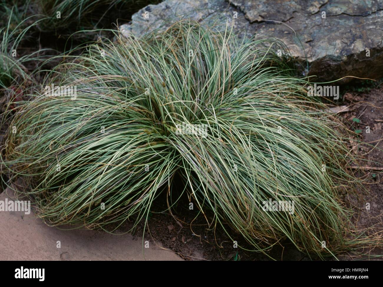 Frosted curls sedge (Carex albula Frosted Curls), Cyperaceae. Stock Photo