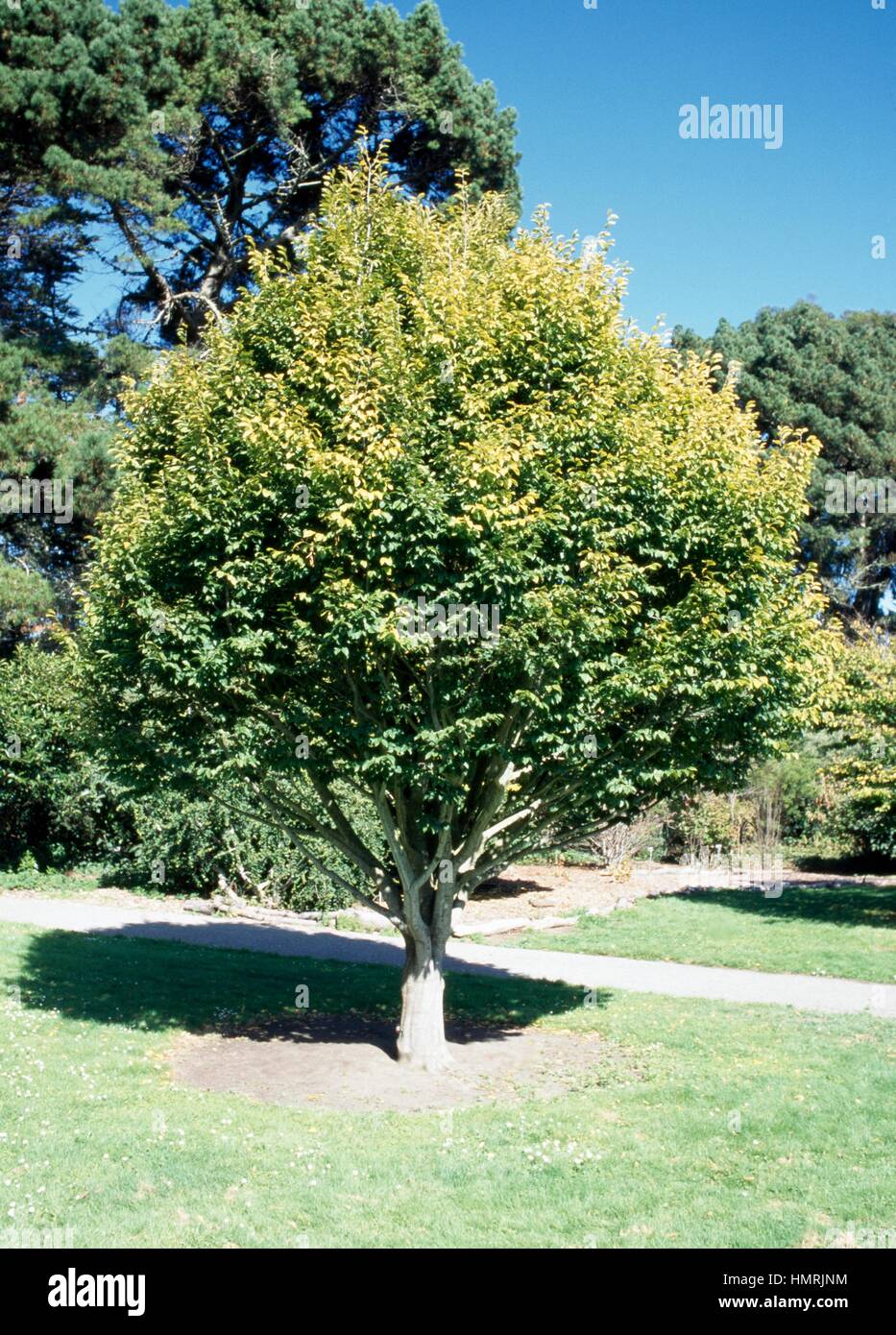 Common hornbeam (Carpinus betulus Fastigiata), Betulaceae. Stock Photo
