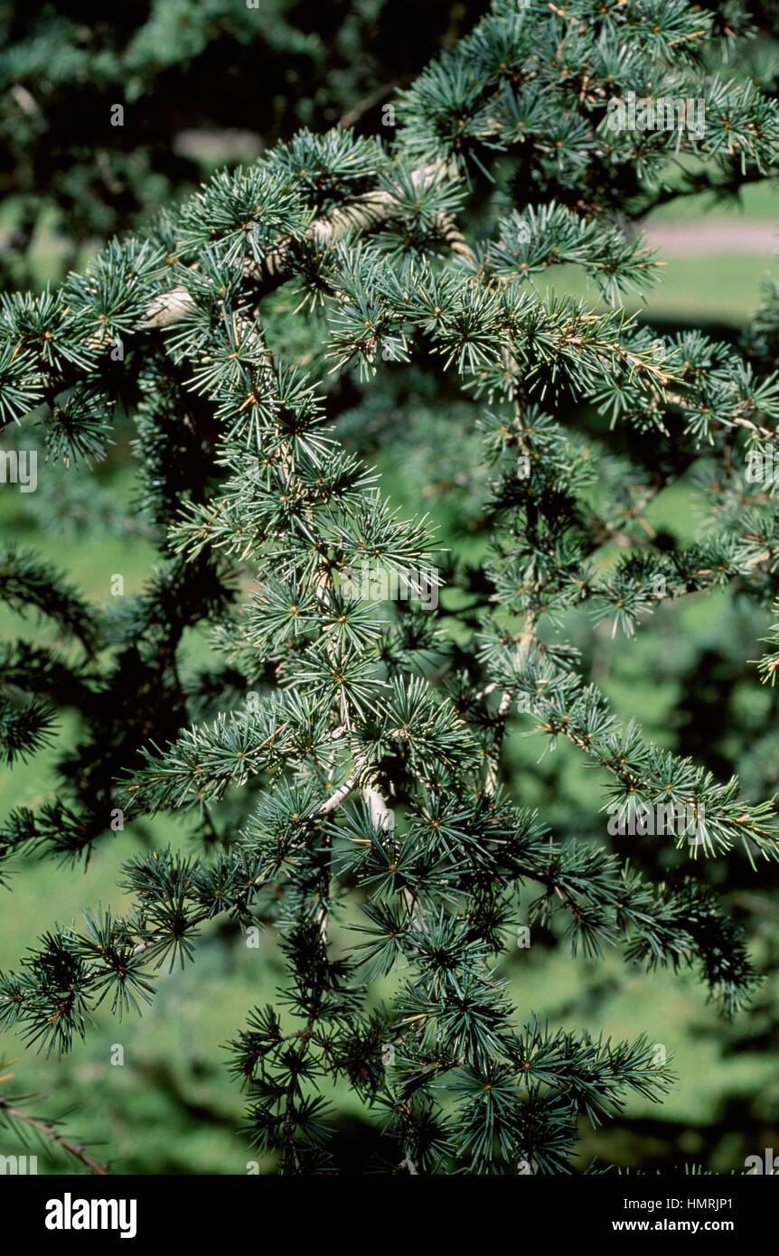 Cyprus cedar leaves (Cedrus brevifolia), Pinaceae. Stock Photo