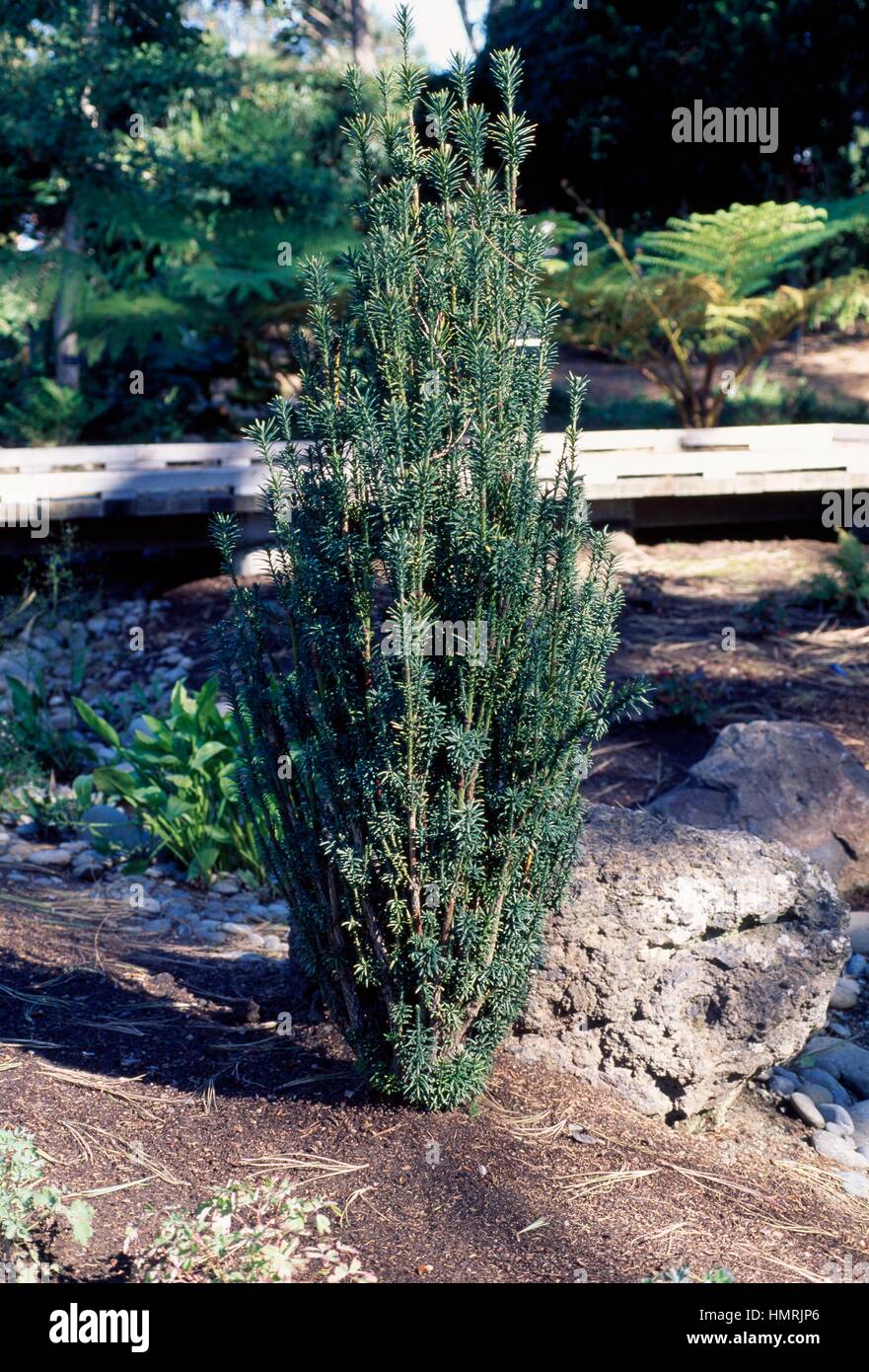 Upright Japanese Plum Yew (Cephalotaxus harringtonia Fastigiata), Cefalotassaceae. Stock Photo