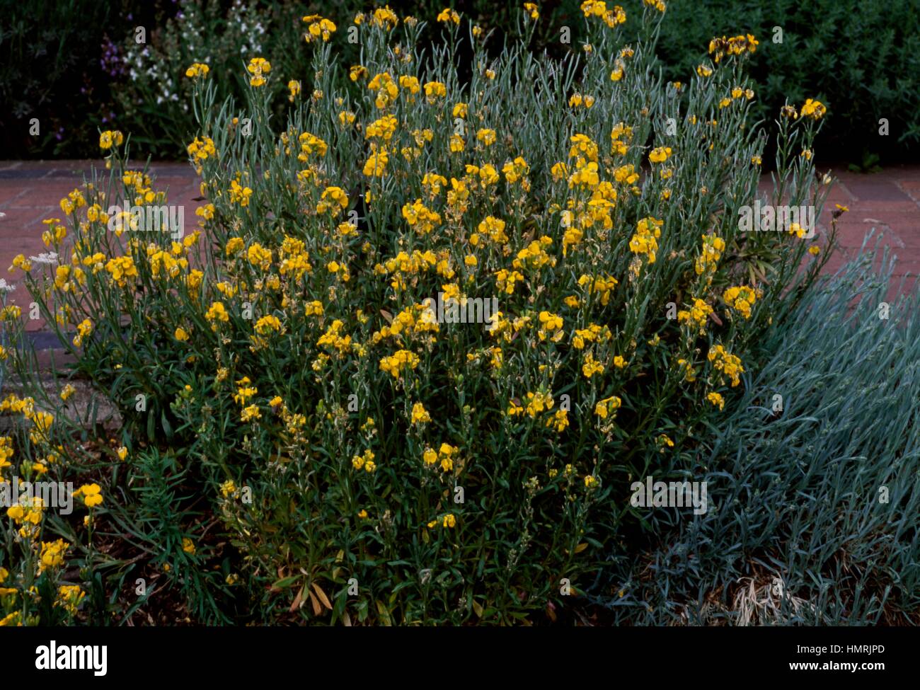 Wallflower (Cheiranthus cheiri), Brassicaceae. Stock Photo