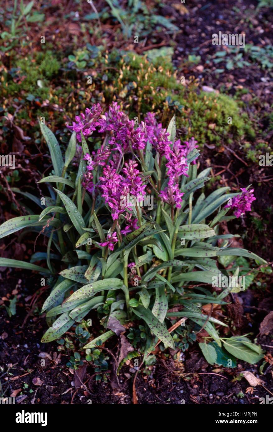 Heath spotted orchid or Moorland spotted orchid (Dactylorhiza maculata), Orchidaceae. Stock Photo