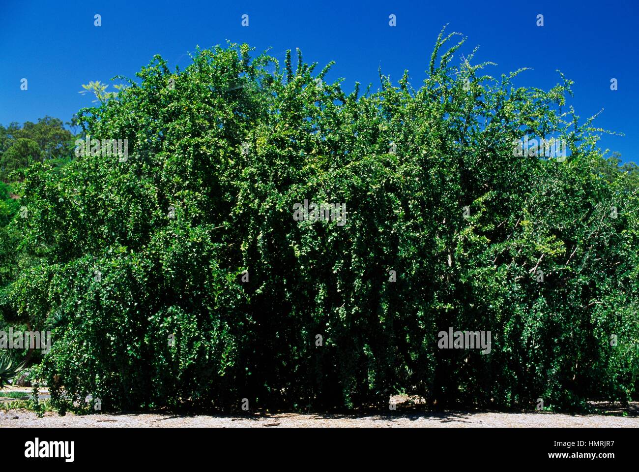 Kei Apple (Dovyalis Caffra or Aberia caffra), Flacourtiaceae. Stock Photo