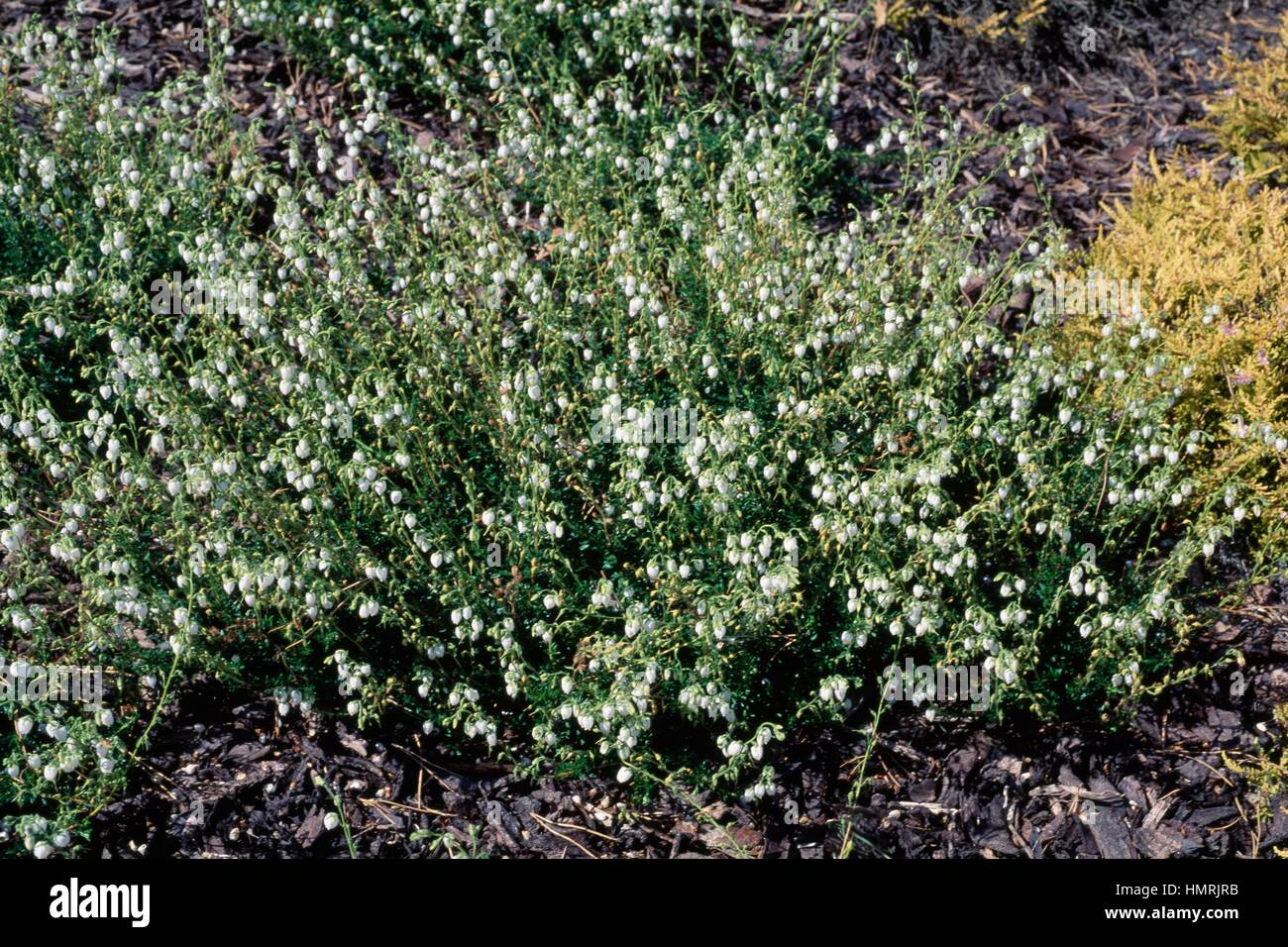 Irish Heath (Daboecia cantabrica), Ericaceae. Stock Photo