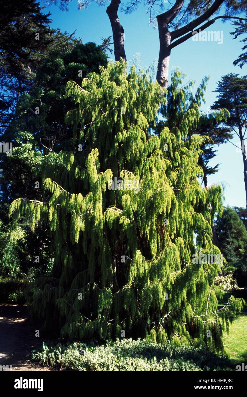 Rimu (Dacrydium cupressinum), Podocarpaceae. Stock Photo