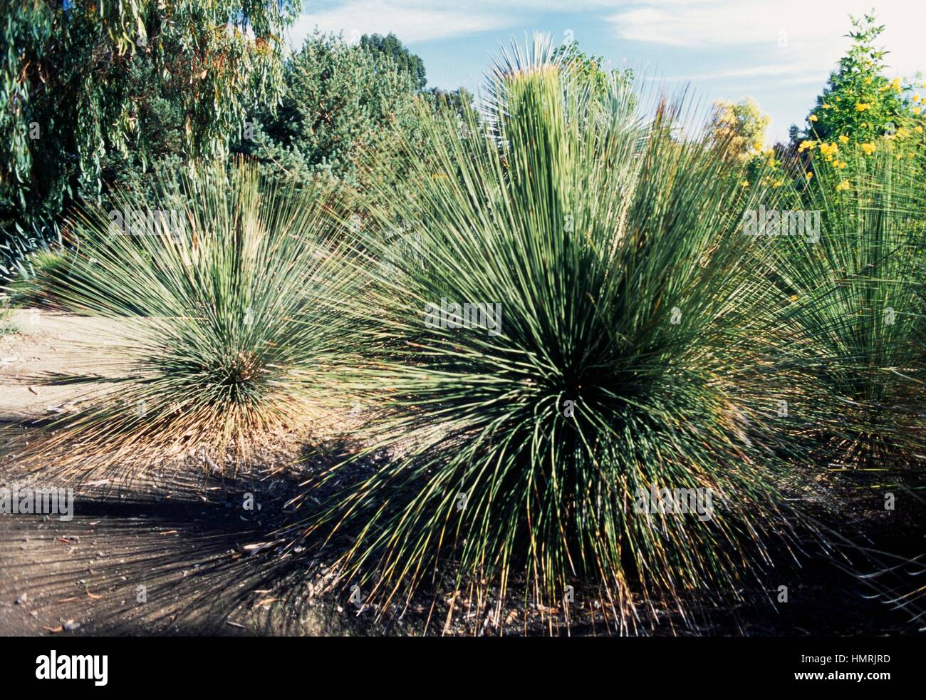 Mexican Grass Tree (Dasylirion longissimum), Asparagaceae. Stock Photo