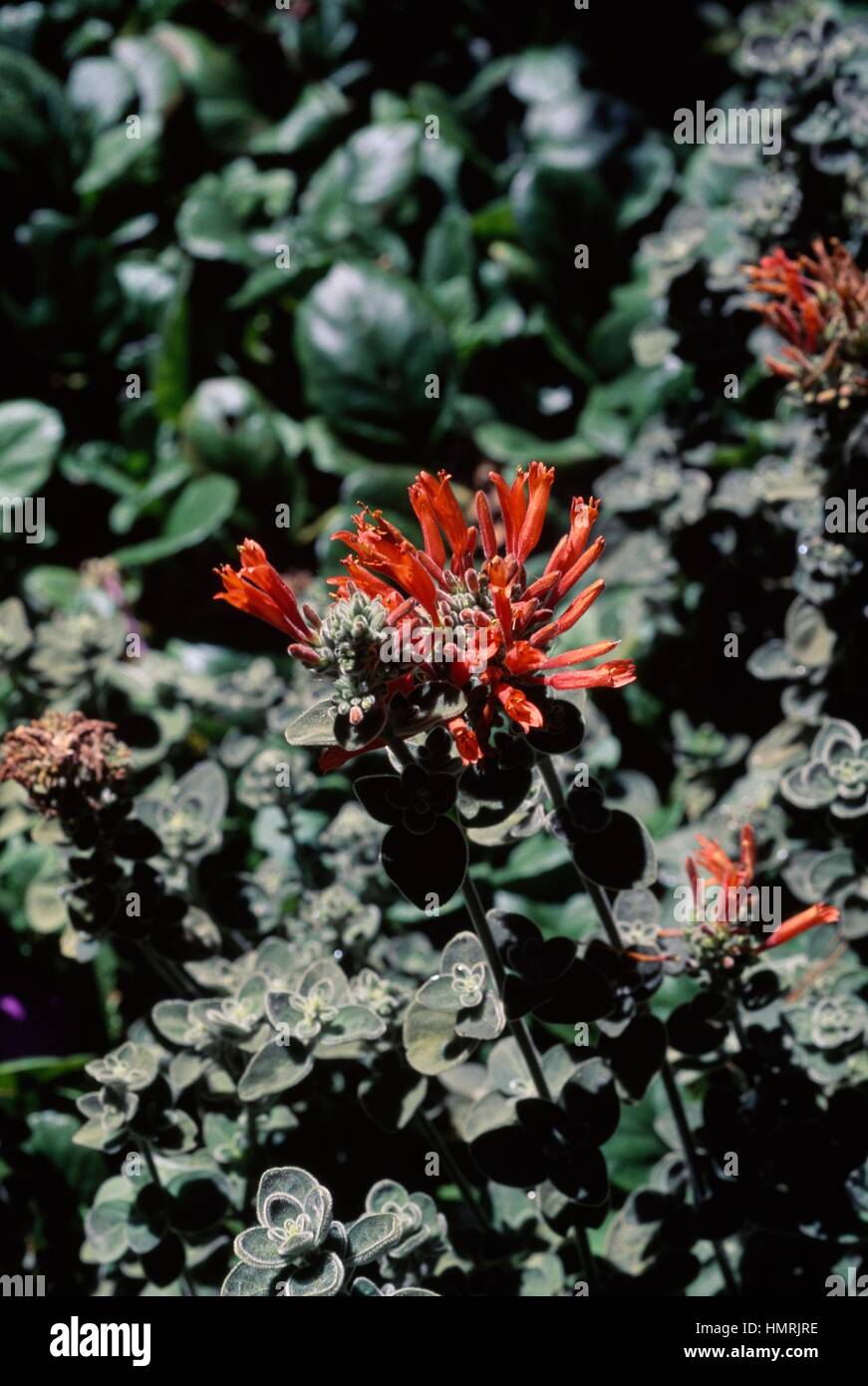 King's crown or Hummingbird bush (Dicliptera suberecta), Acanthaceae. Stock Photo