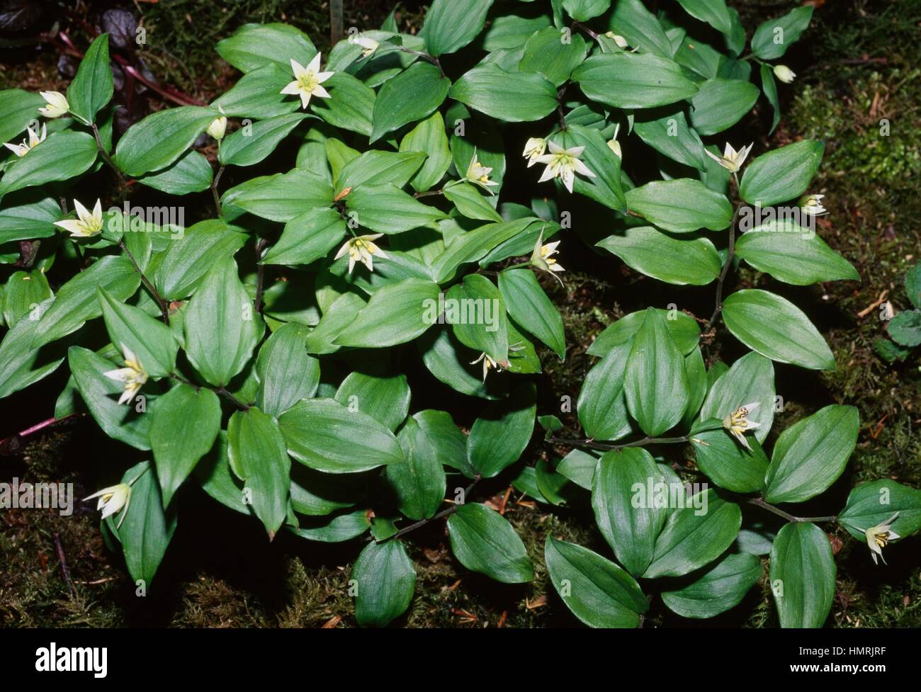 Star-flowered fairy bells in bloom (Disporum smilacinum), Colchicaceae. Stock Photo
