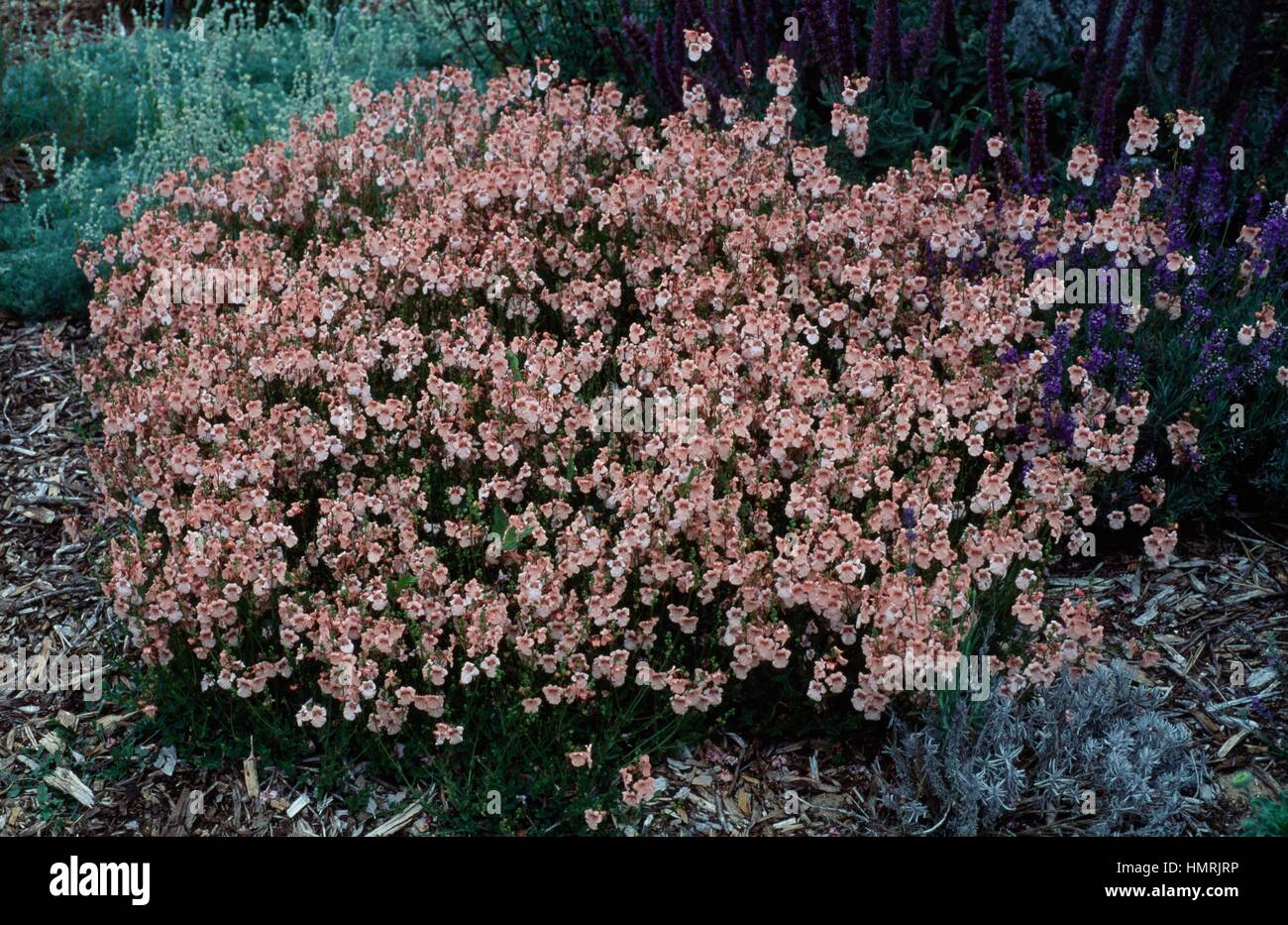 Diascia Blackthorn Apricot, Scrophulariaceae. Stock Photo