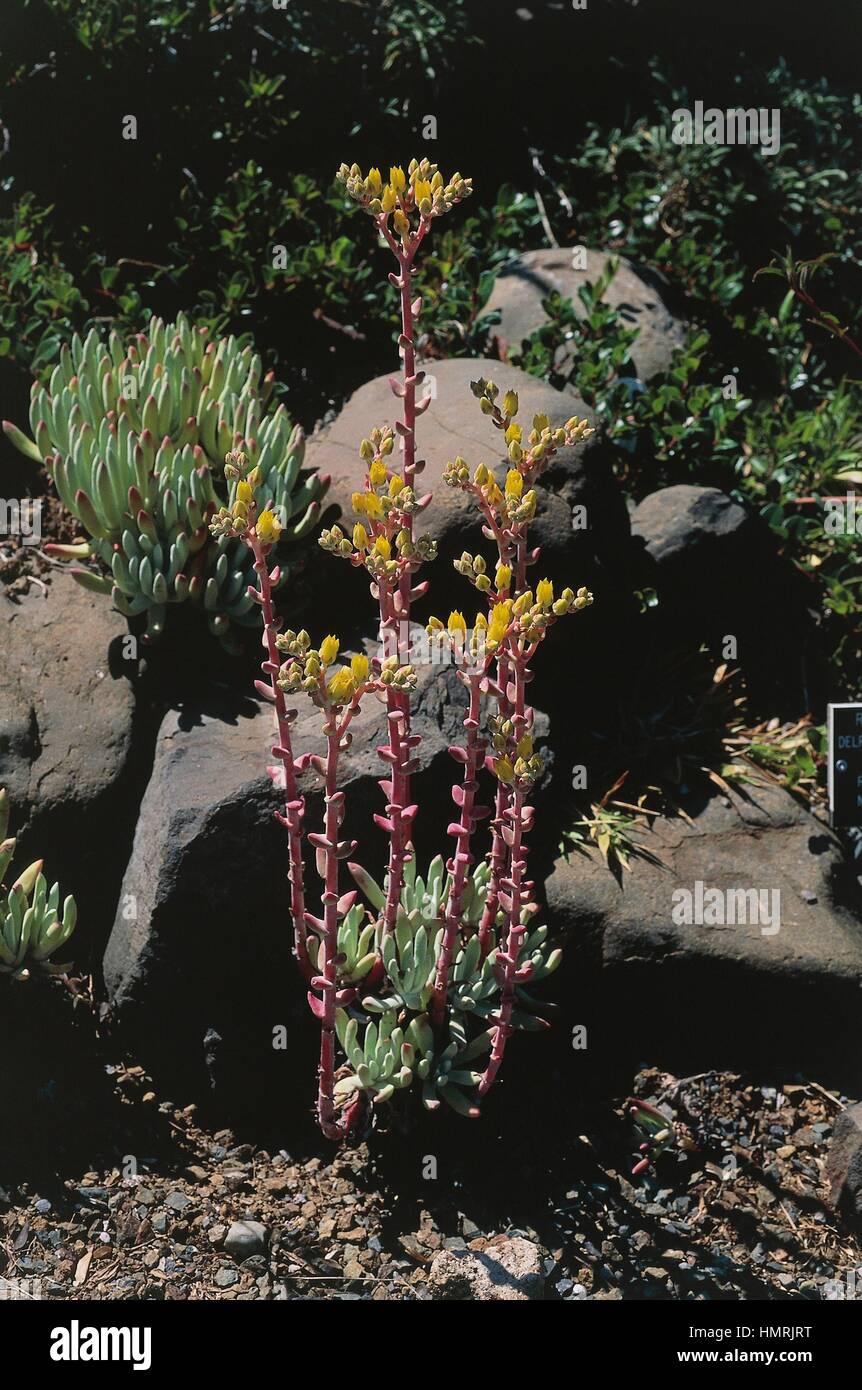 Sealettuce or sand lettuce (Dudleya caespitosa), Crassulaceae. Stock Photo