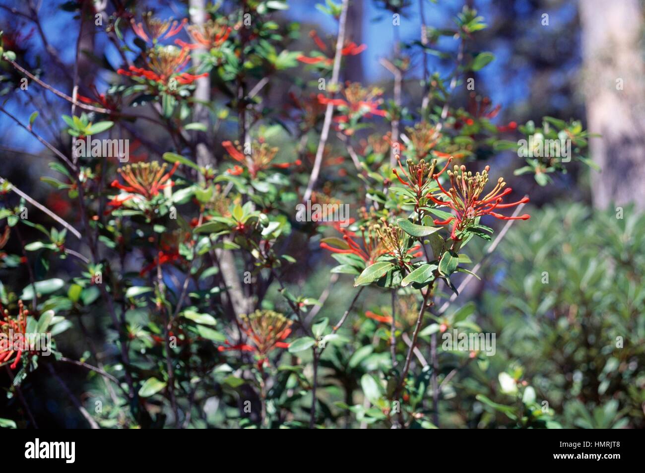 Chilean firetree or Chilean firebush (Embothrium coccineum), Proteaceae. Stock Photo