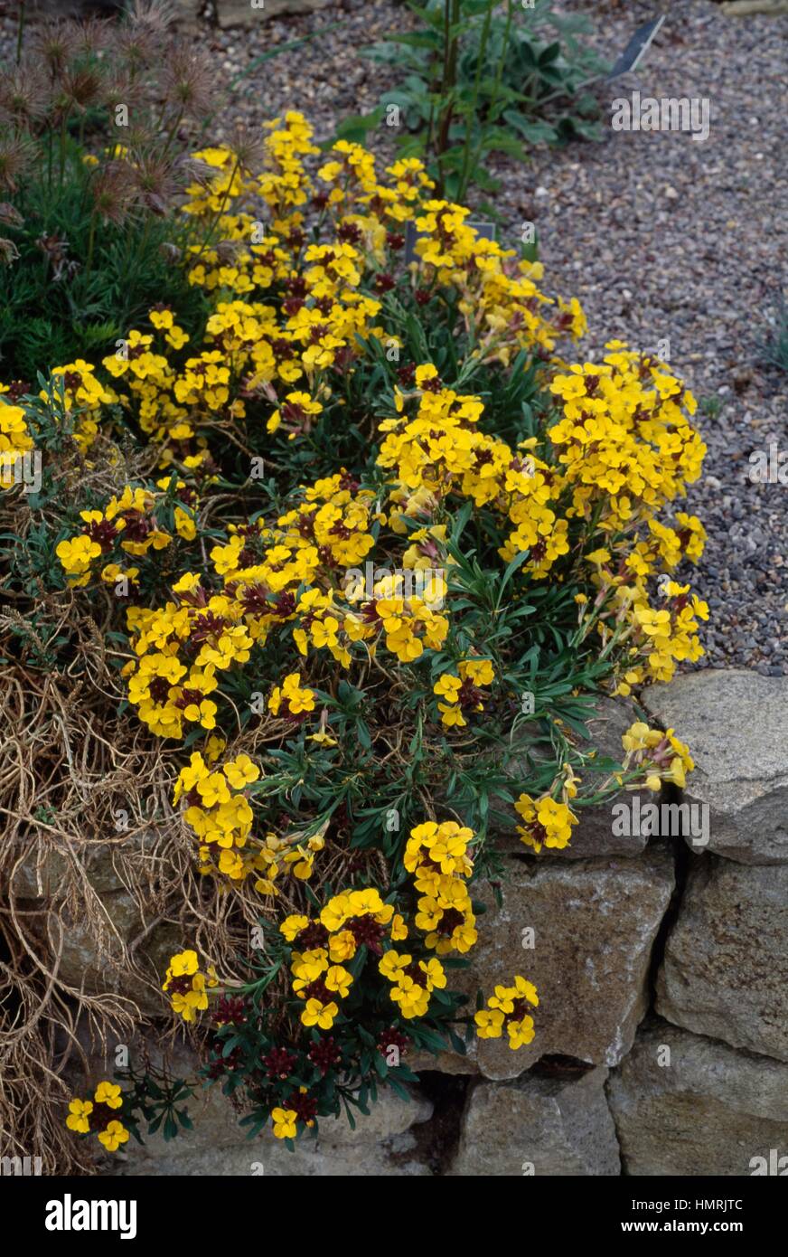 Wallflower (Erysimum Moonlight), Brassicaceae. Stock Photo