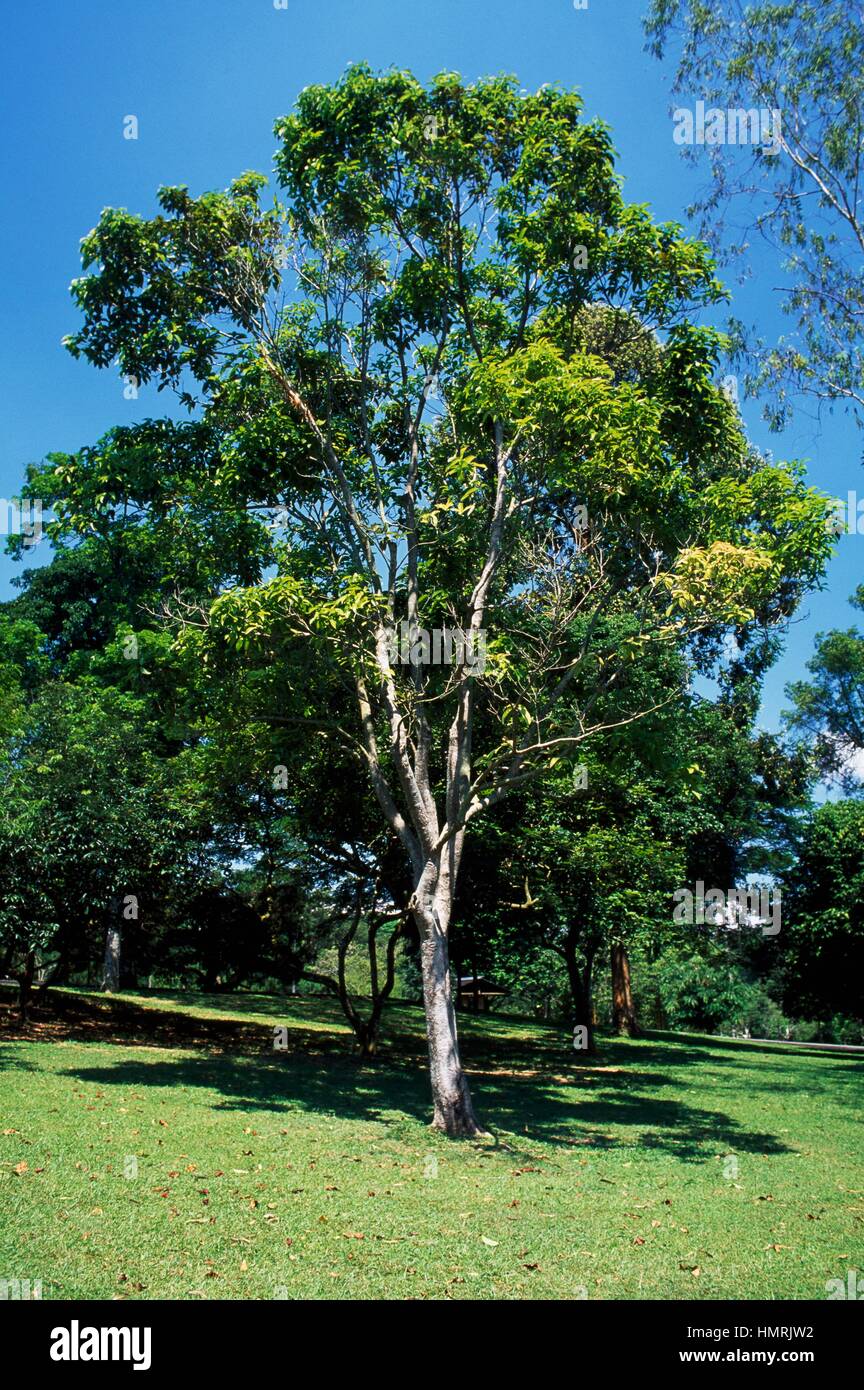 Eugenia tree hi-res stock photography and images - Alamy