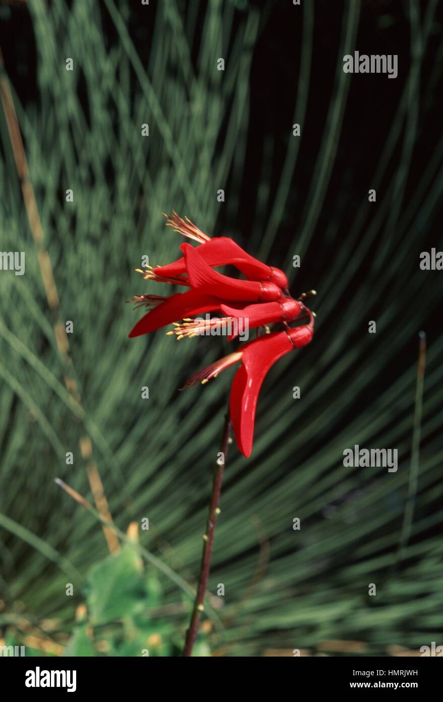 Erythrina x bidwillii, Fabaceae. Stock Photo