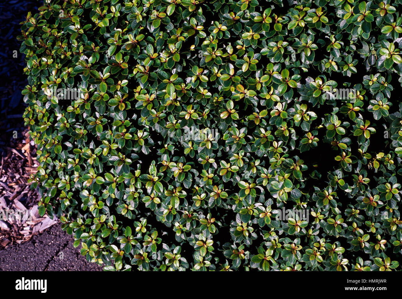 Redclaws (Escallonia Lou Allen), Escalloniaceae. Stock Photo
