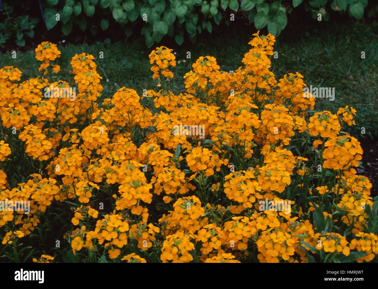 Afghan Wallflower (Erysimum perofskianum), Brassicaceae. Stock Photo