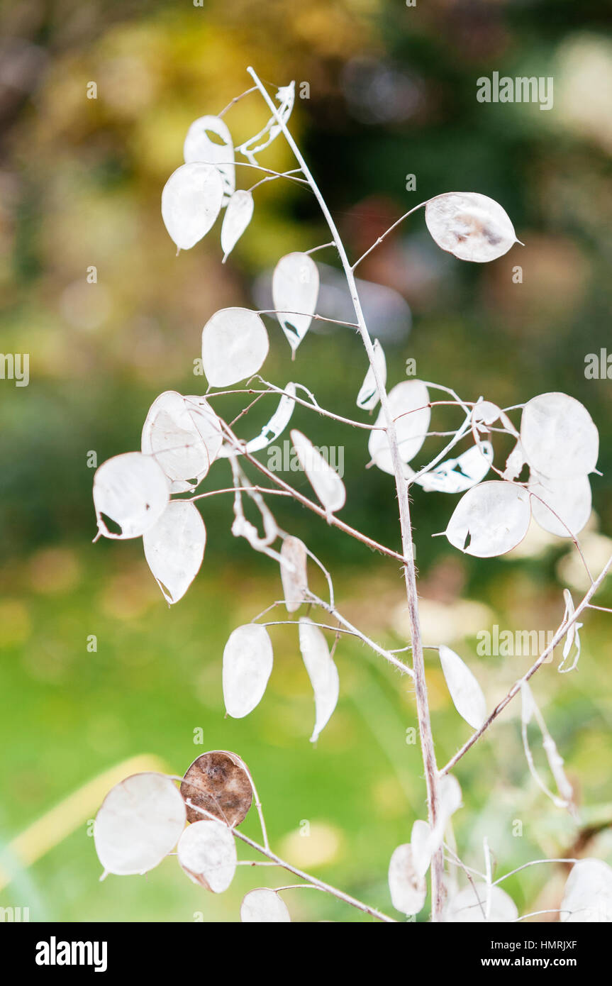 Translucent ripe seedpods of the Annual Honesty (Lunaria annua) in the