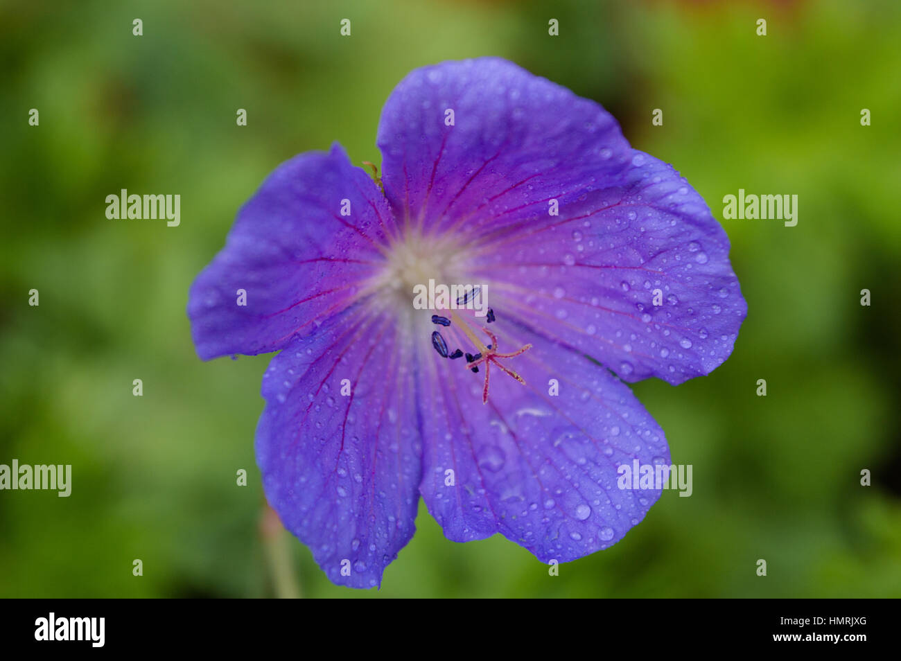 A macro close up of a purple flower Stock Photo