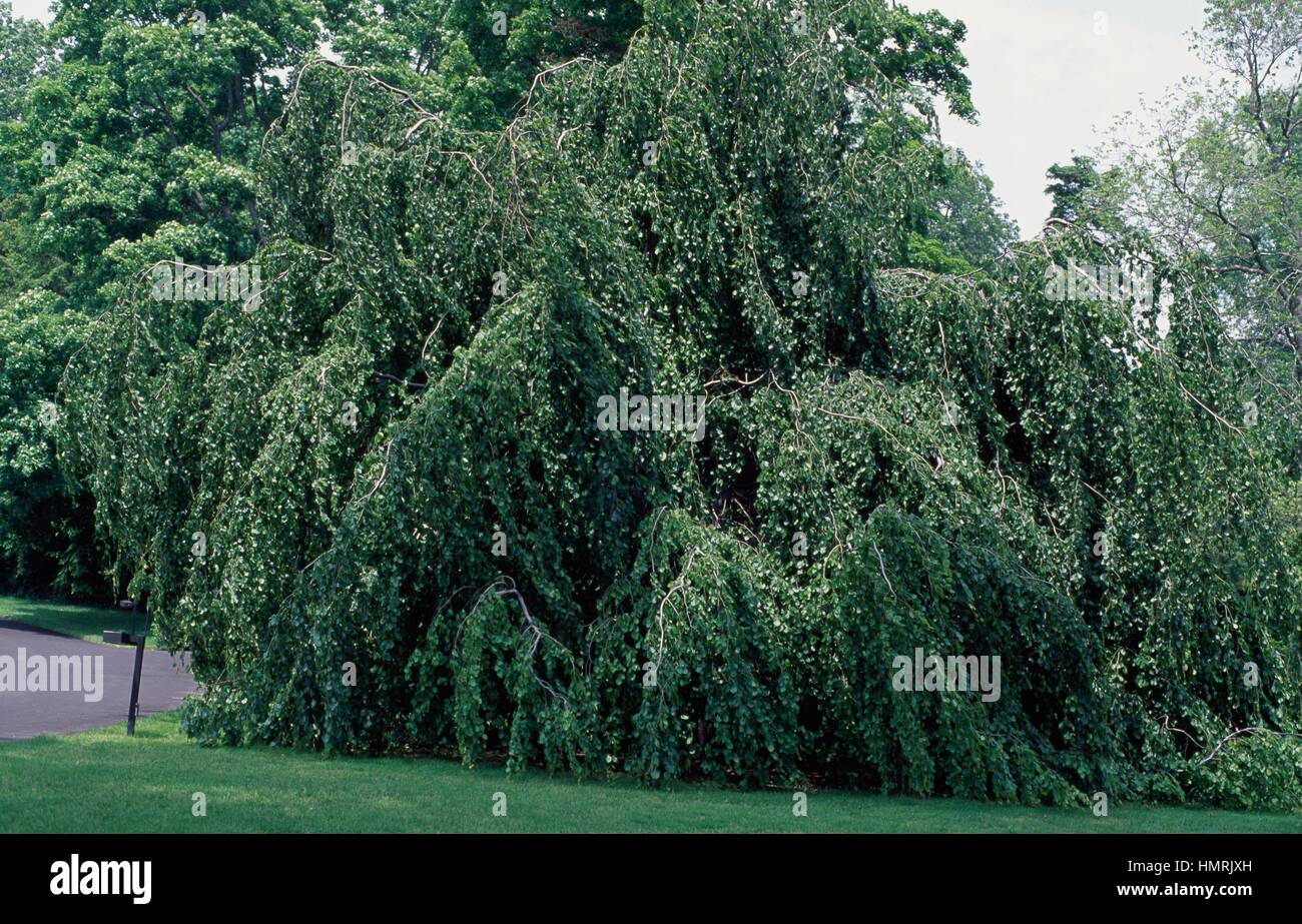 Weeping Beech (Fagus sylvatica Pendula), Fagaceae. Stock Photo