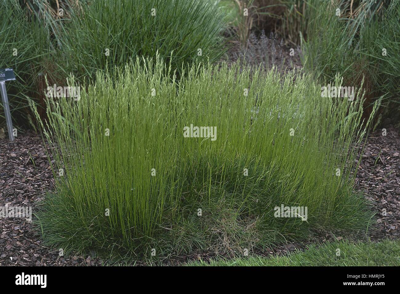 Botany - Poaceae. Bear-skin fescue (Festuca varia var. scoparia) Stock Photo