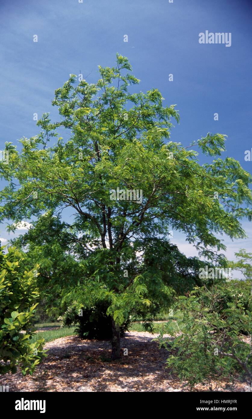 Honey locust (Gleditsia triacanthos), Fabaceae-Leguminosae. Stock Photo