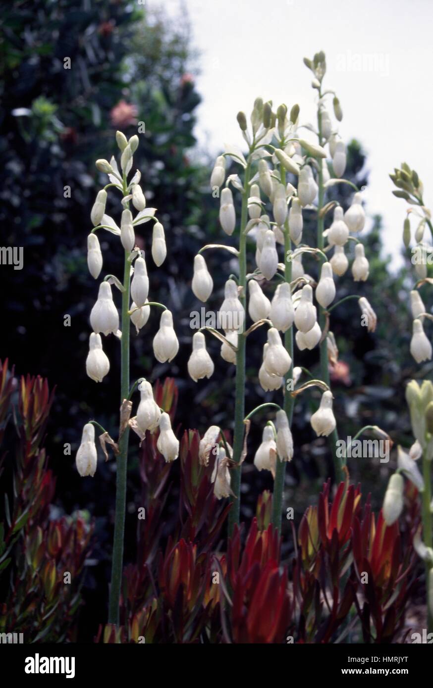 Giant summer hyacinth (Galtonia candicans), Hyacinthaceae. Stock Photo