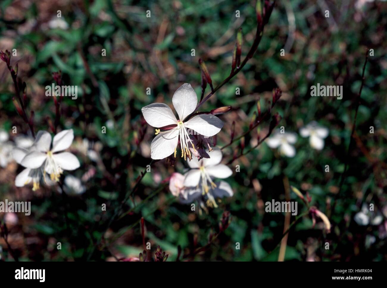 Lindheimer's beeblossom, White gaura or Indian feather (Gaura