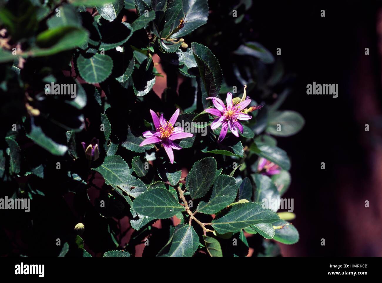Cross-berry (Grewia occidentalis), Malvaceae. Stock Photo