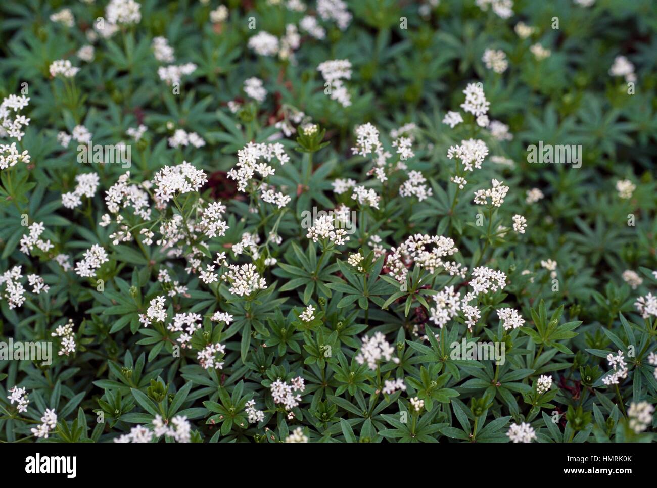 Woodruff, Wild baby's breath or Sweet Bedstraw (Galium odoratum), Rubiaceae. Stock Photo