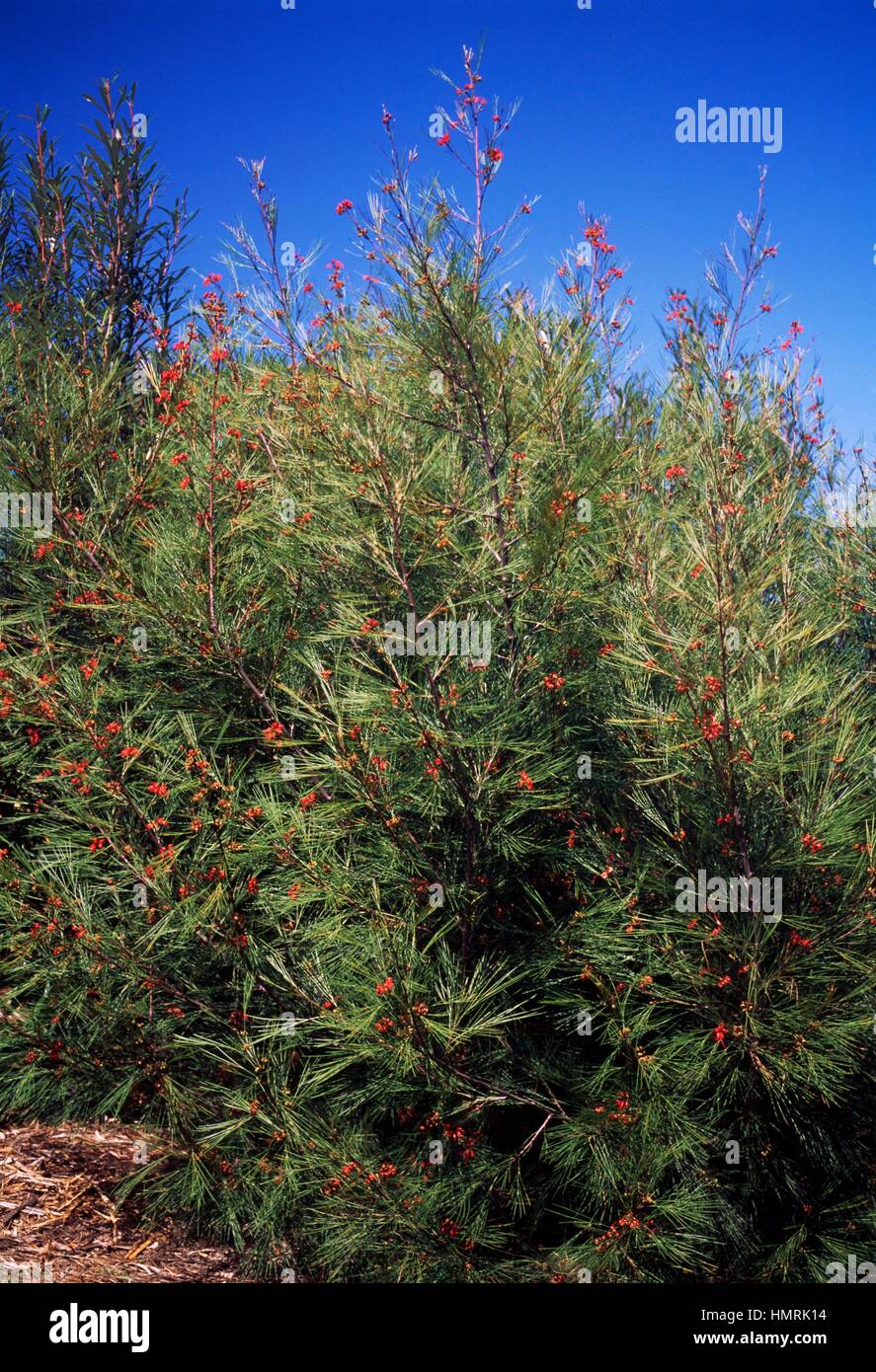 Johnson's Grevillea (Grevillea johnsonii), Proteaceae Stock Photo Alamy