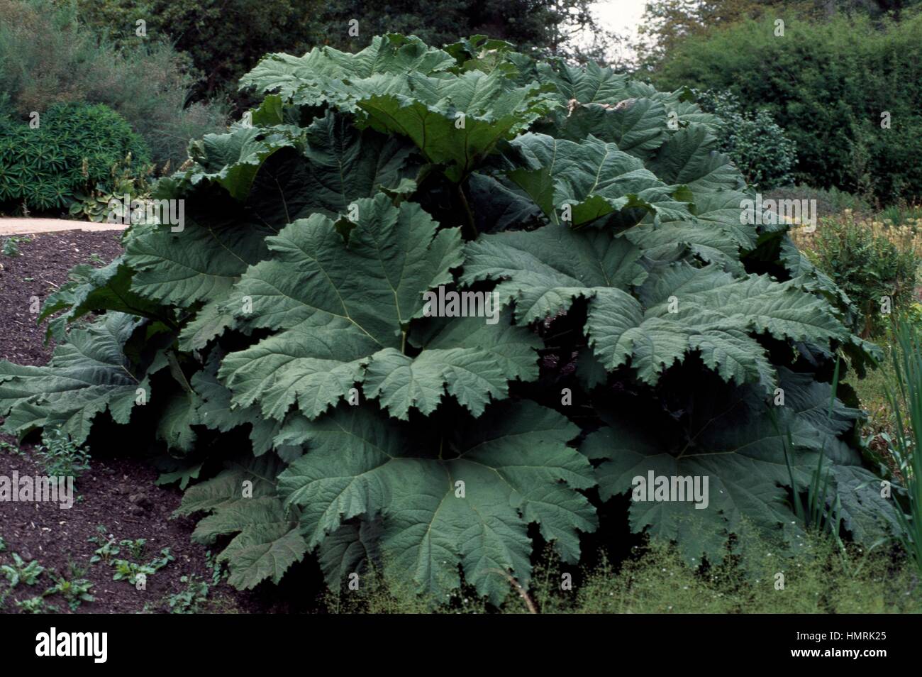 Gunnera Manicata Giant Rhubarb