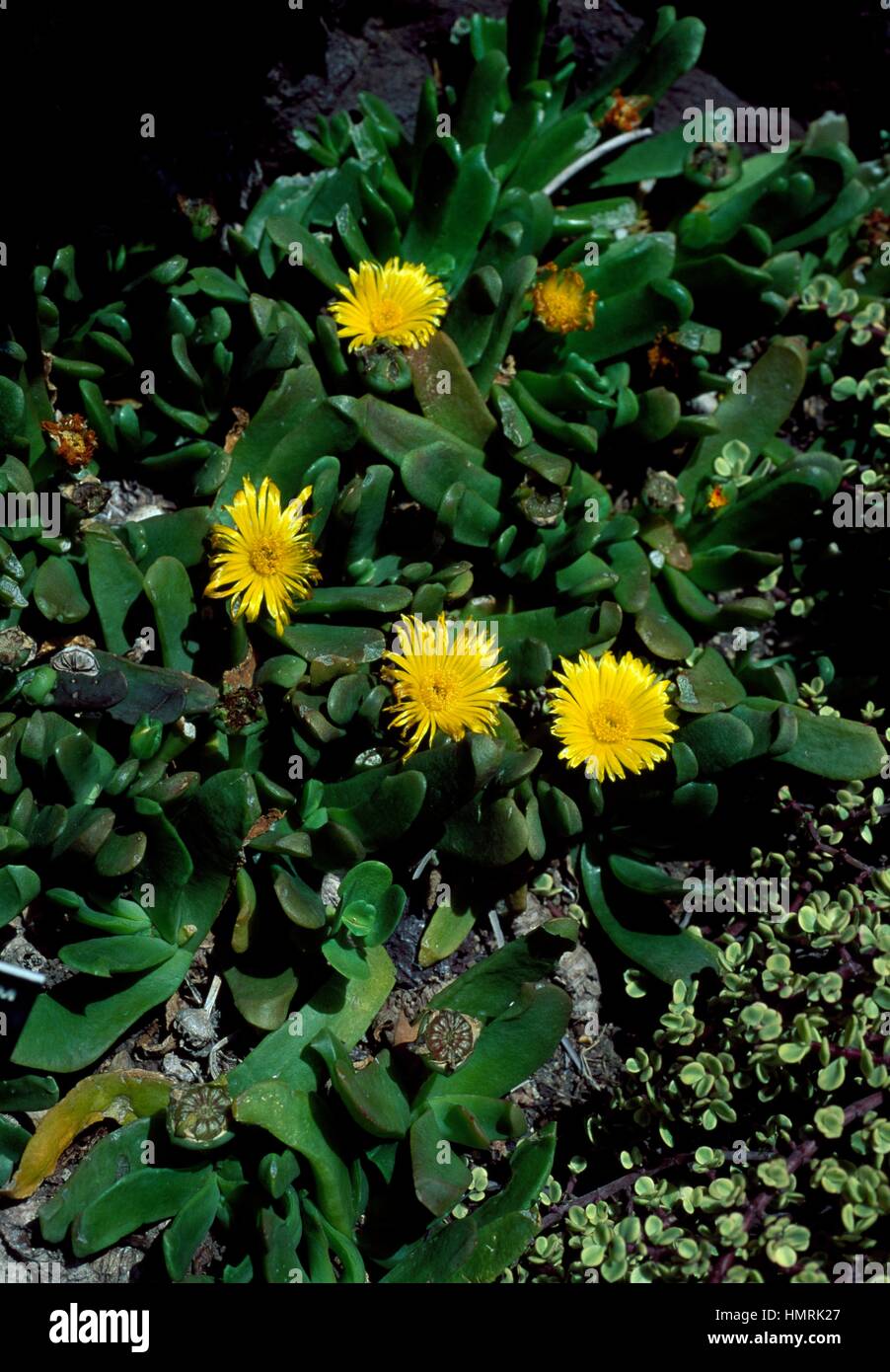 Glottiphyllum latum, Aizoaceae. Stock Photo