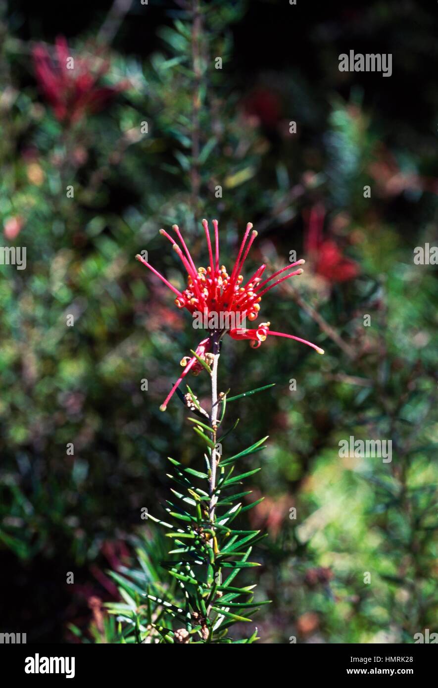Juniper Grevillea (Grevillea juniperina), Proteaceae. Stock Photo