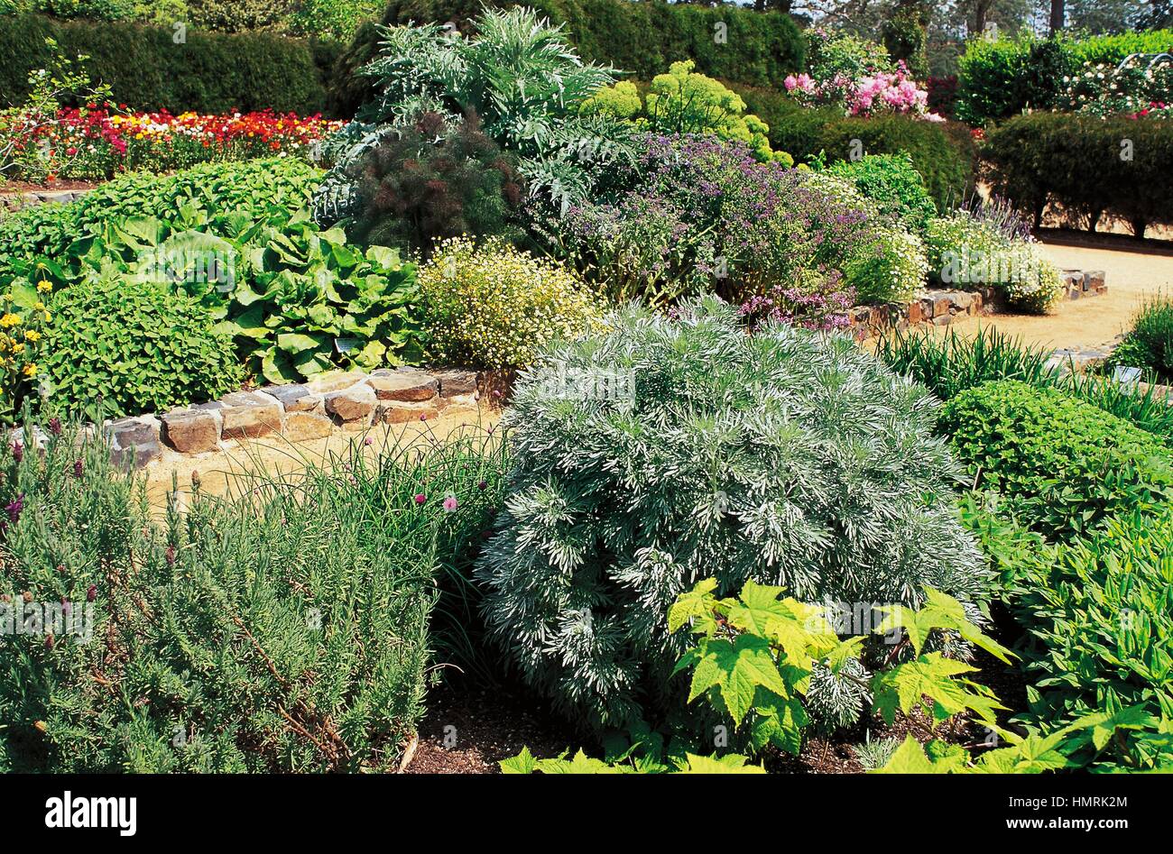 Garden with tree wormwood (Artemisia arborescens), Asteraceae and other plants. Stock Photo