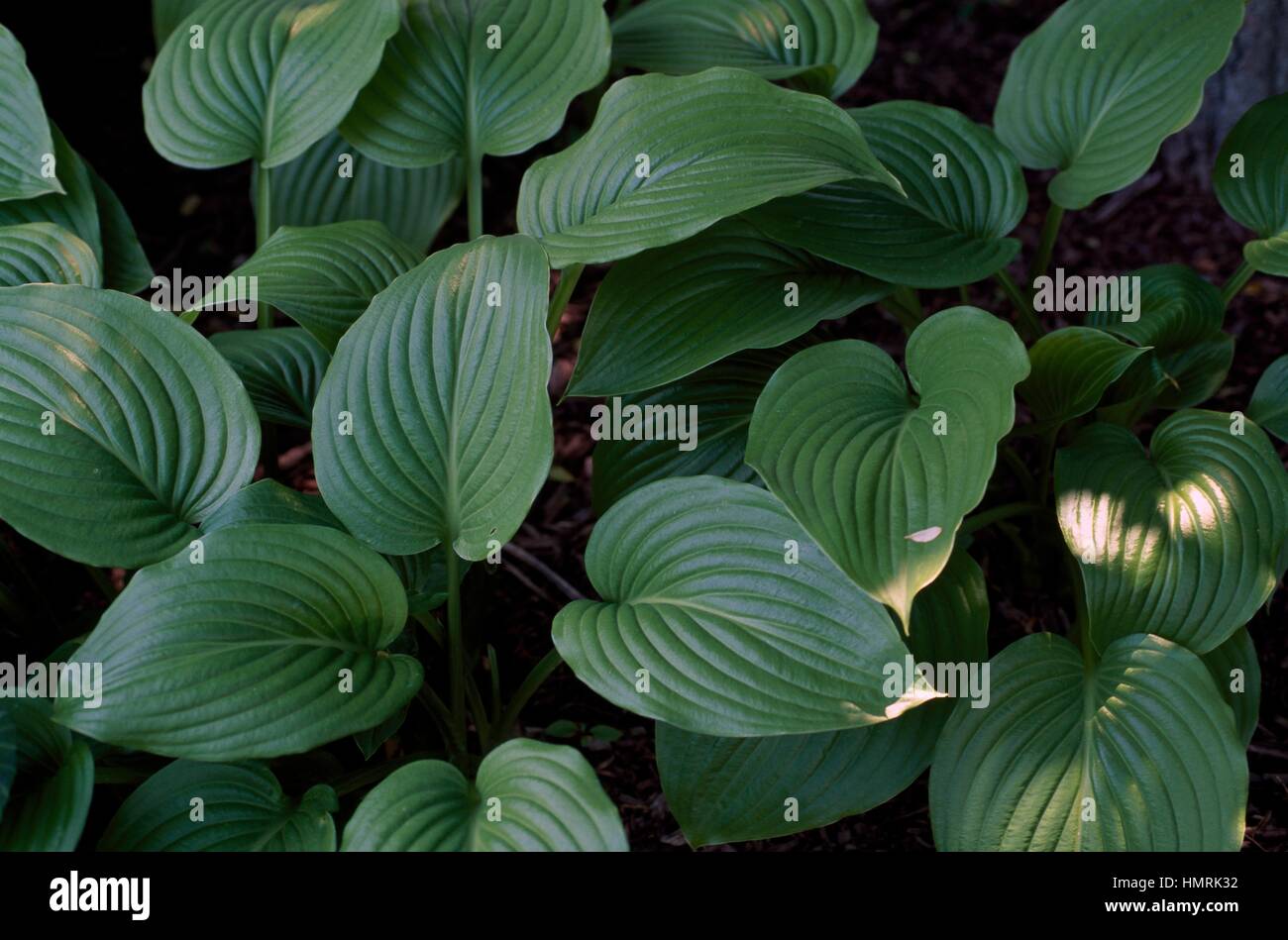 Fragrant plantain lily (Hosta plantaginea), Asparagaceae. Stock Photo