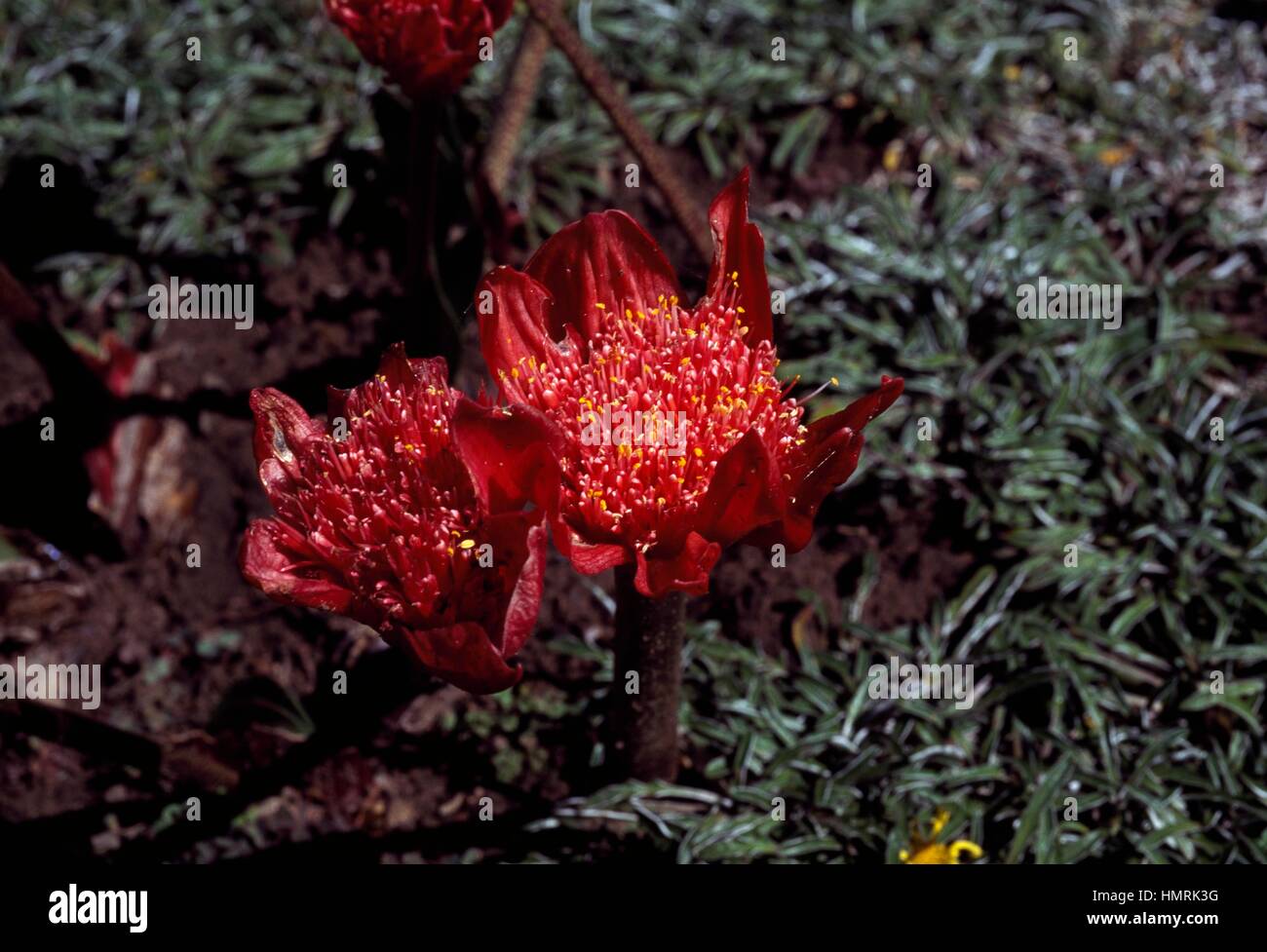 Blood flower or Paintbrush lily (Haemanthus coccineus), Amaryllidaceae. Stock Photo