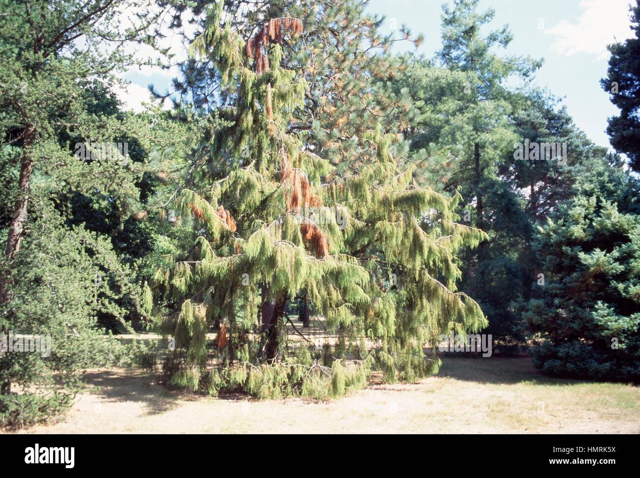 Temple Juniper (Juniperus rigida), Cupressaceae. Stock Photo