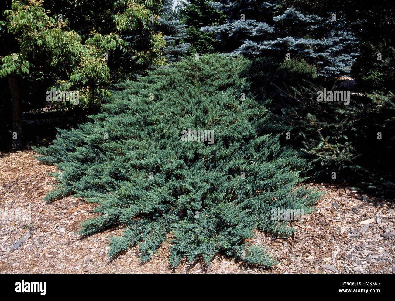 Tamarix Juniper (Juniperus sabina Tamariscifolia), Cupressaceae. Stock Photo