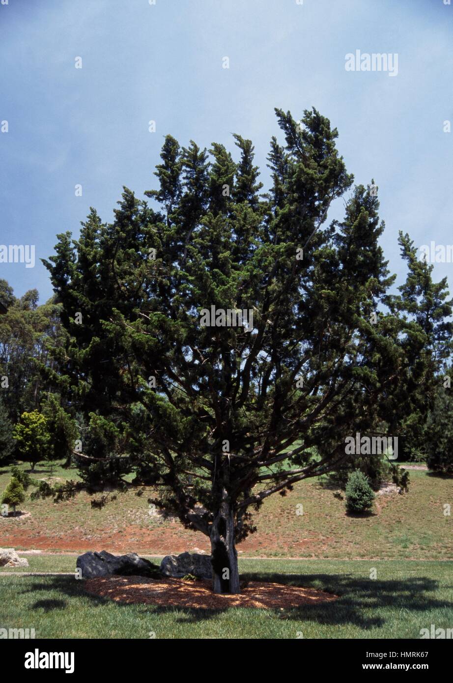 Chinese juniper (Juniperus chinensis Kaizuka), Cupressaceae. Stock Photo
