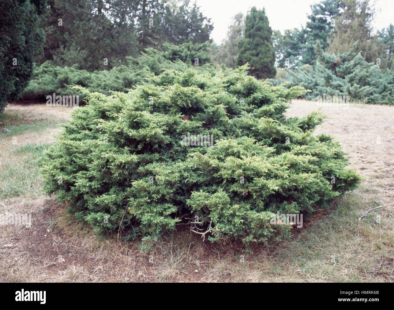 Chinese juniper (Juniperus x Old Gold), Cupressaceae. Stock Photo