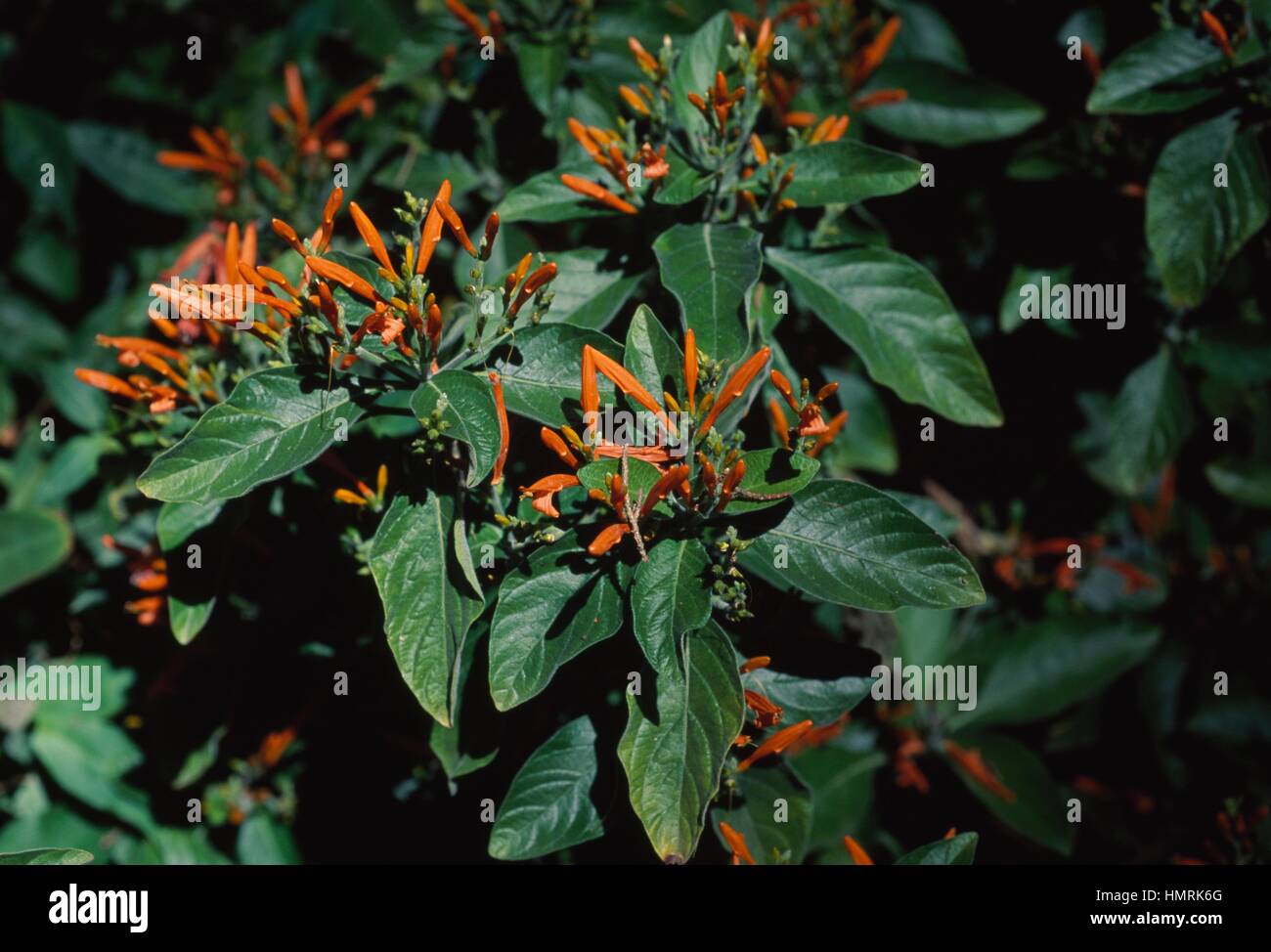 Mohintli or Mexican Honeysuckle (Justicia spicigera), Acanthaceae. Stock Photo