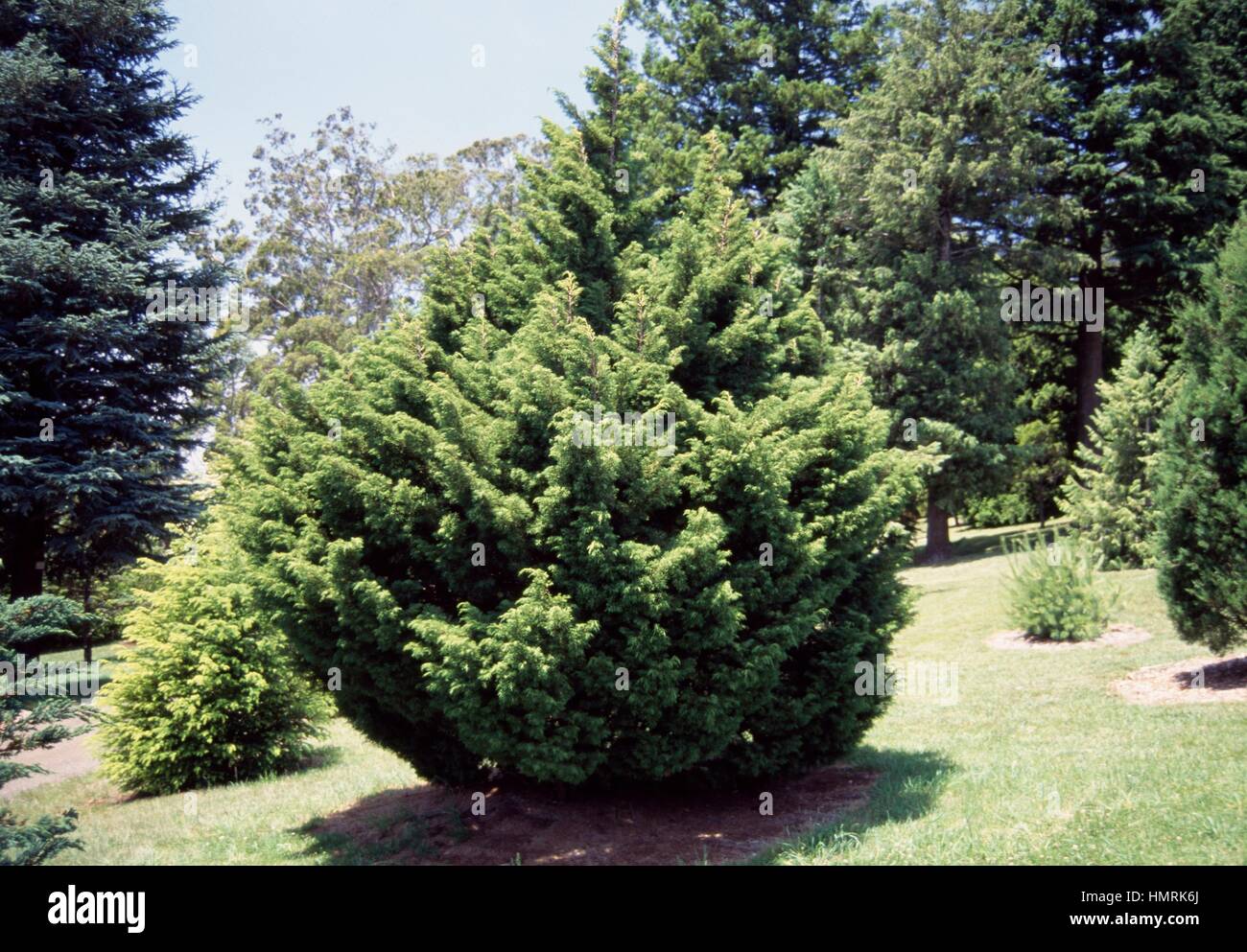 Chinese juniper (Juniperus chinensis), Cupressaceae. Stock Photo
