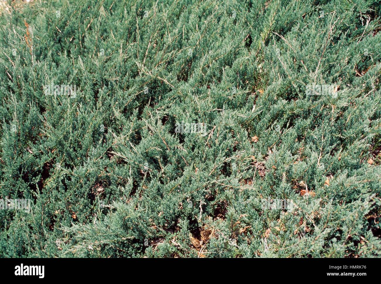 Creeping Juniper or Horizontal Juniper (Juniperus horizontalis Glauca), Cupressaceae. Detail. Stock Photo