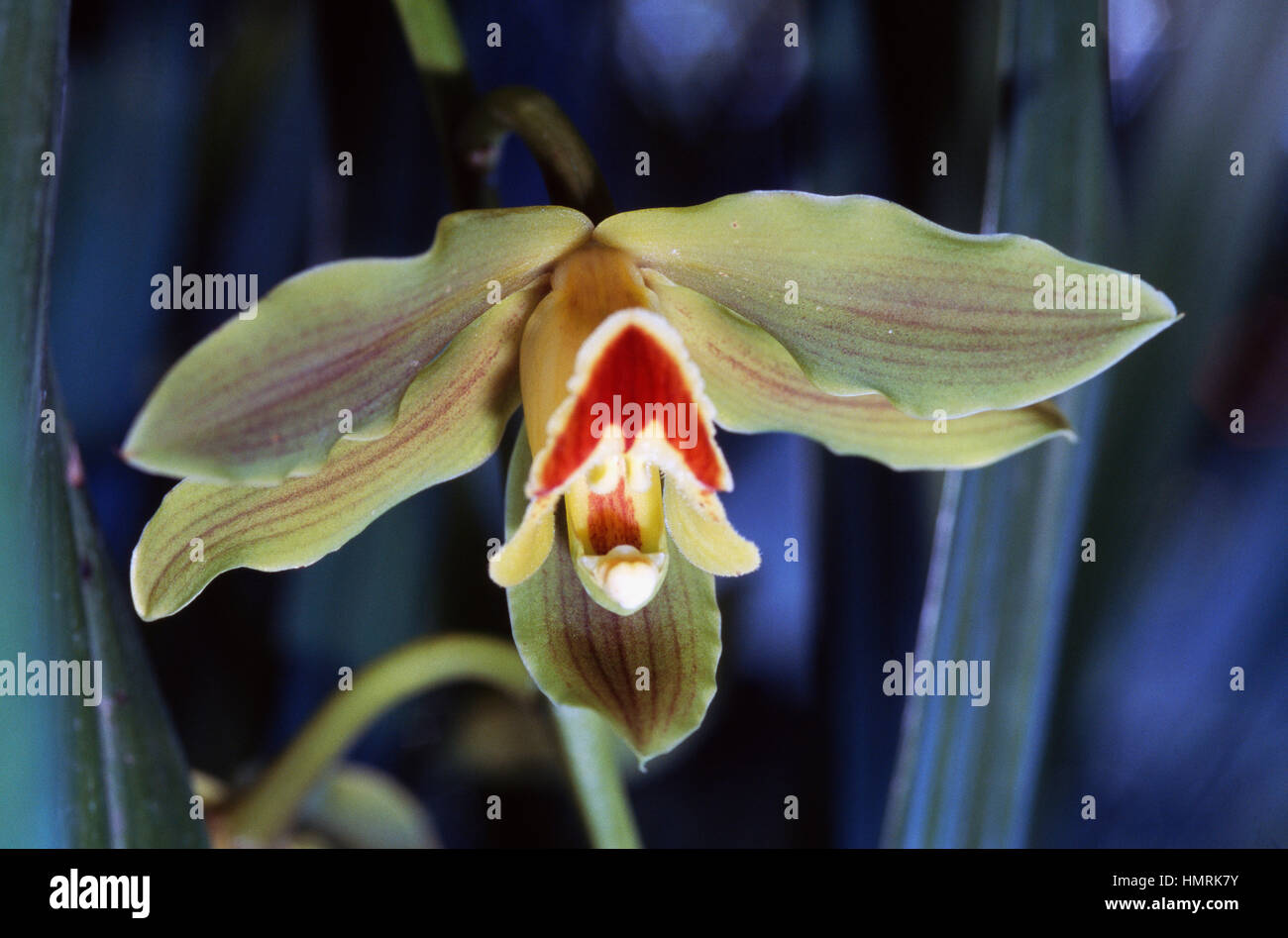Hybrid of Cymbidium Orchid (Cymbidium), Orchidaceae. Stock Photo
