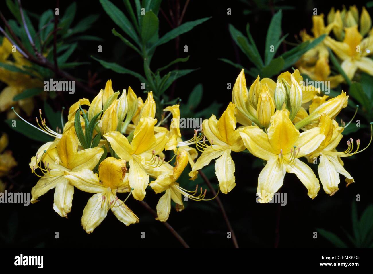 Azalea rhododendron sp hi-res stock photography and images - Alamy