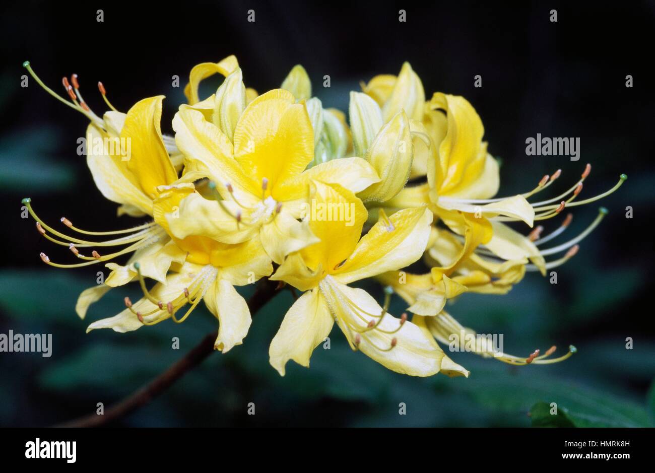 Yellow Azalea or Honeysuckle Azalea (Rhododendron luteum), Ericaceae