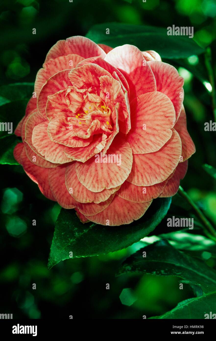 Japanese camellia (Camellia japonica), Theaceae. Stock Photo
