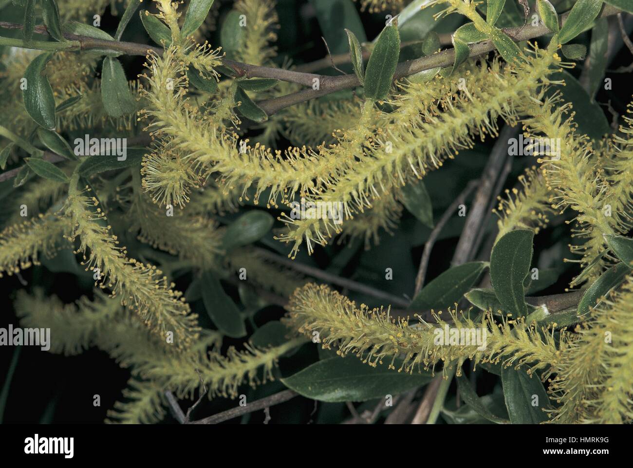 Botany - Trees - Salicaceae. White willow (Salix alba). Flowers Stock Photo