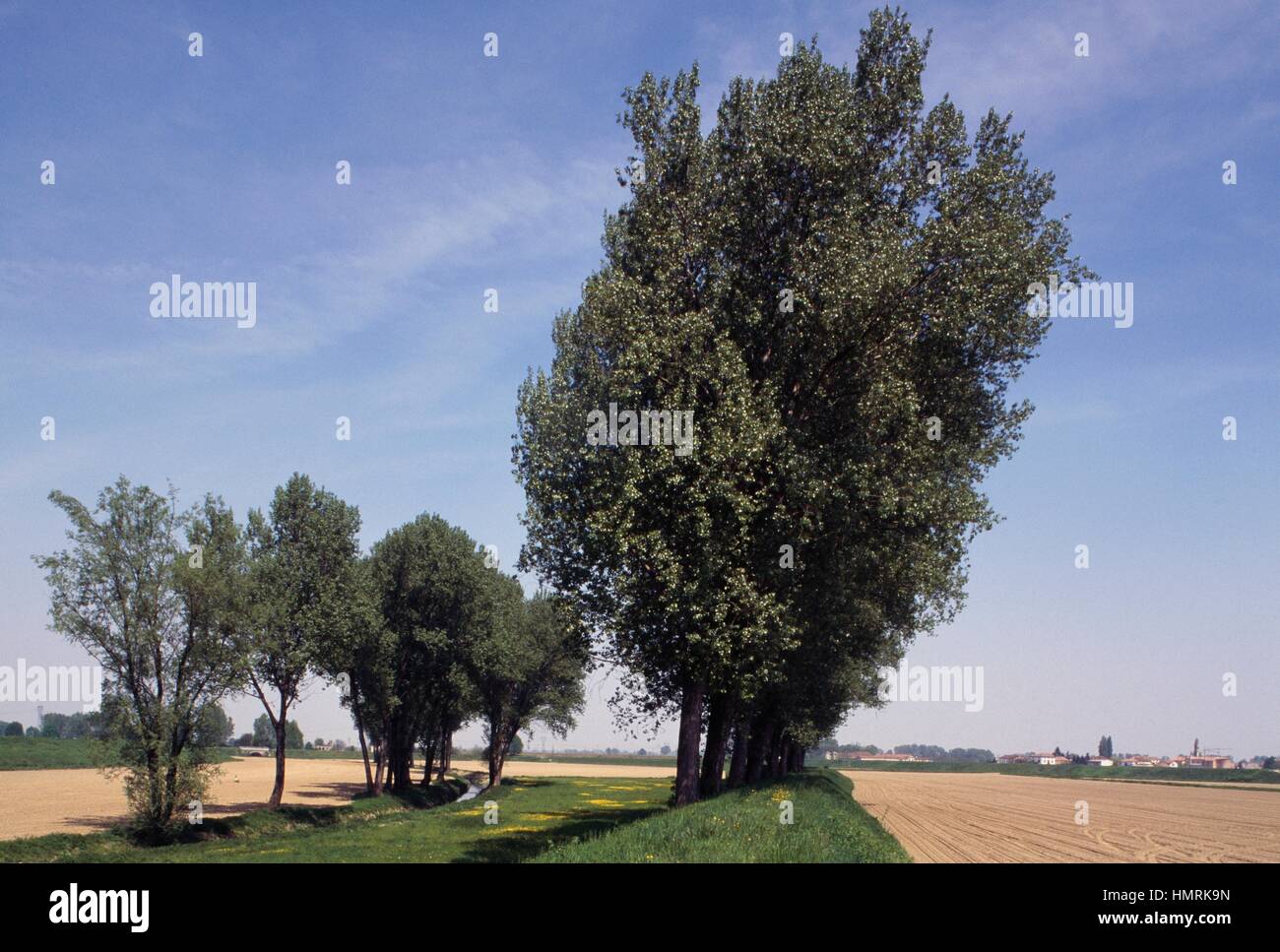 Bank vegetation, Italy. Stock Photo